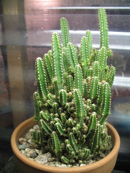 Cactus Identification The Top 10 Most Requested Cacti Ids
