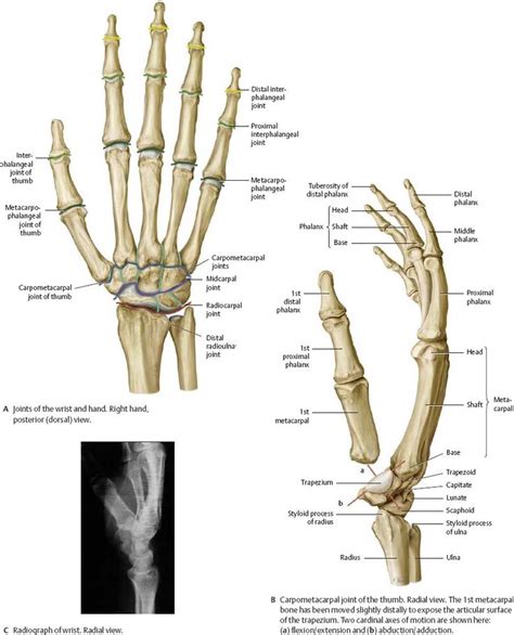 Wrist And Hand Atlas Of Anatomy In 2020 Anatomy Hand Anatomy Wrist