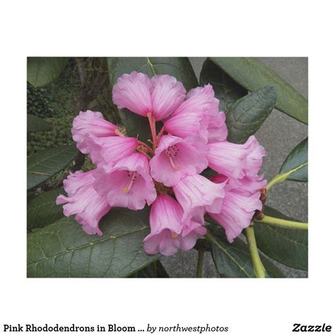 Pink Rhododendrons In Bloom Floral Panel Wall Art Floral Photography