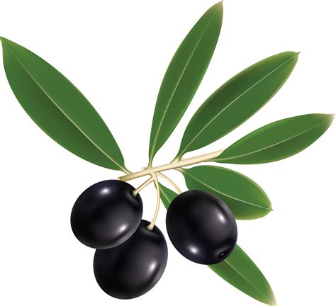 Olives Png Image Olive Fruit Vector Coffee Health