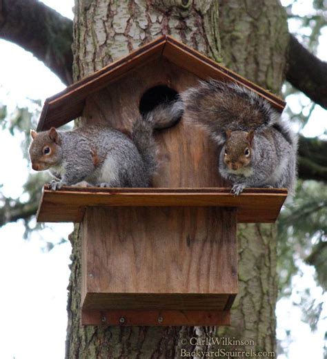 Squirrel House Archives Backyard Squirrels Com In 2023 Squirrel
