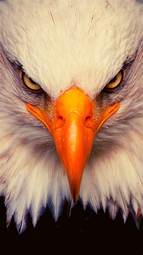 Here Is The Best Collection Of Eagle Iphone Wallpapers For You You Can