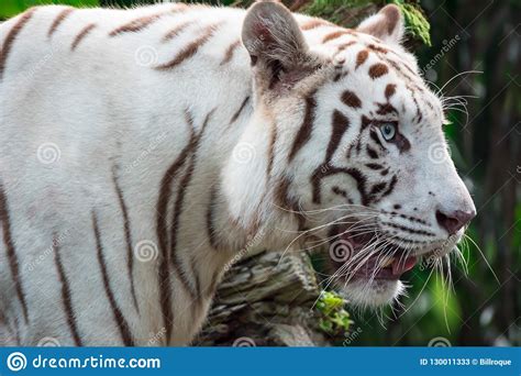 A White Tiger Or Bengal Tiger Standing And Staring At Food Stock Image