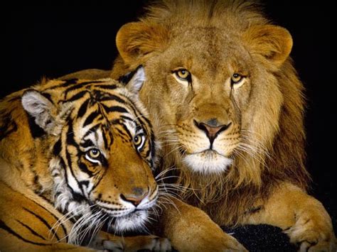 Lion Versus Tiger Fight