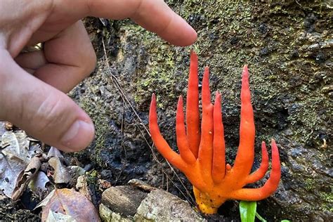 Deadly Fungus Poison Fire Coral Sighted Near Cairns Prompting