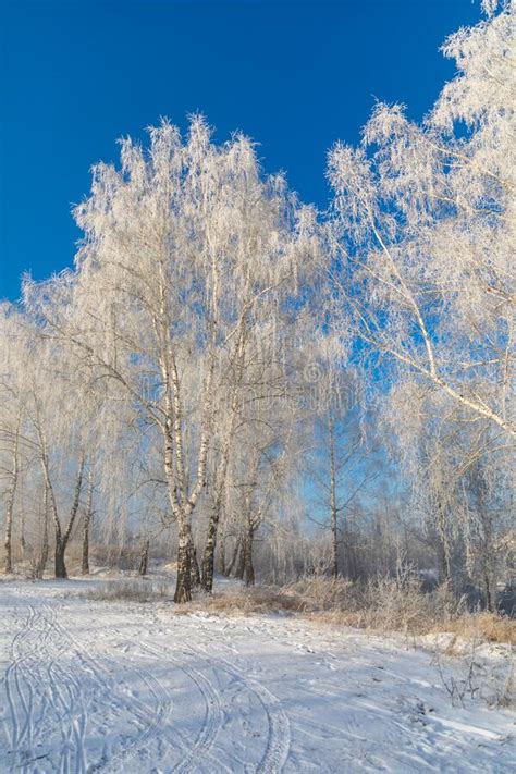 Birch Trees Are Covered With Hoarfrost And Snow Against A Blue Sky