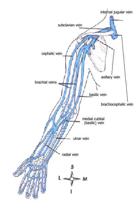 Upper Extremity Veins Venous Drainage Of The Upper Limb 2019 02 11