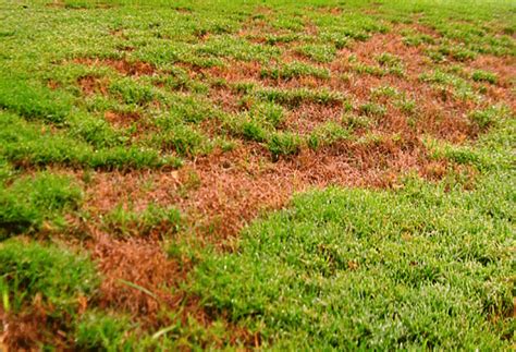 Why Lawns Turn Brown Experigreen