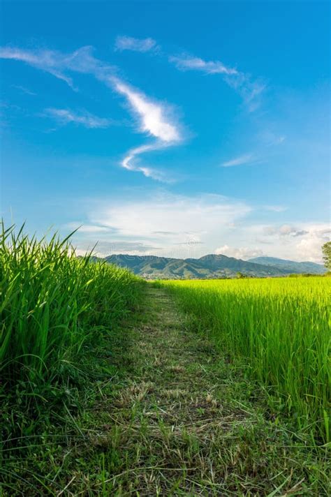Green Rice Field Landscape Stock Photo Image Of Park 77120196