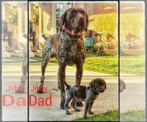 German shorthaired pointer puppies for sale in california. View Ad: German Shorthaired Pointer Puppy for Sale near California, CORONA, USA. ADN-206911