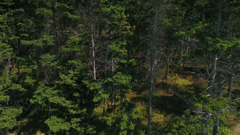 Aerial Shot Of The Tops Of A Pine Tree Forest And Fields Stock Video