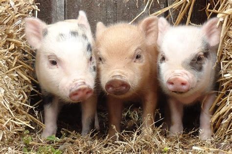 The Three Little Pigs And Real Estate Investing Eximus