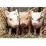 The Three Little Pigs And Real Estate Investing  Eximus