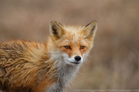 Red Fox Photos By Ron Niebrugge