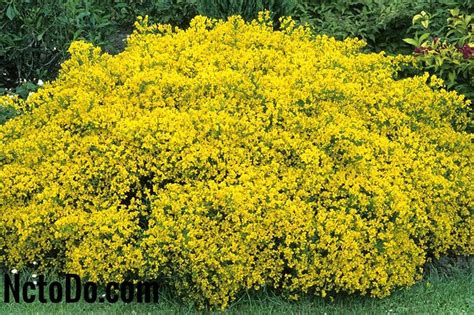 Producono molti fiori a forma di trombetta e dal colore solitamente giallo ma che … 10 Migliori arbusti con fiori gialli 2020 - Altro - Nc to do