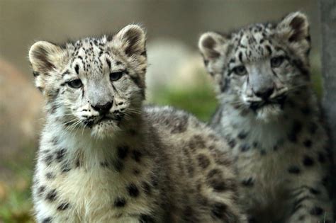 Photo Gallery Baby Snow Leopards At Brookfield Zoo Chicago Tribune