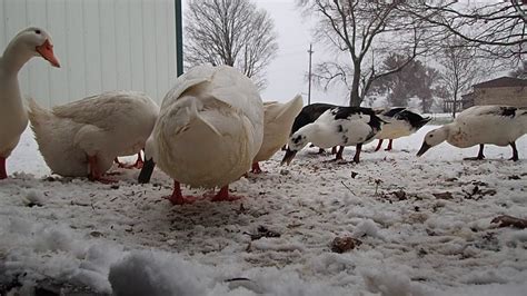 Ducks In The Snow Getting Mealworms Youtube
