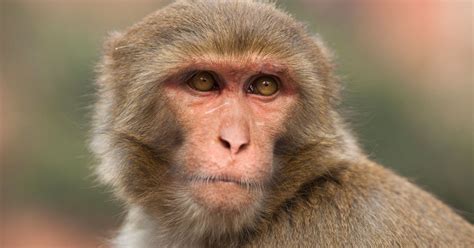 Surgeon Claims Monkey Head Transplants Are A Reality Huffpost Impact