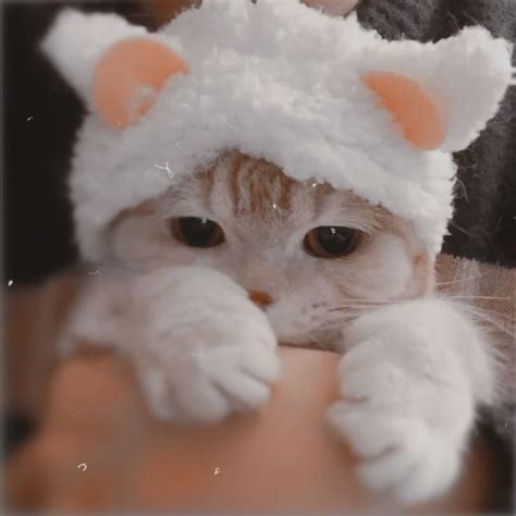 Aesthetic Cat Pfp Kittens Cutest Funny Cat Photos Funny Cat Wallpaper