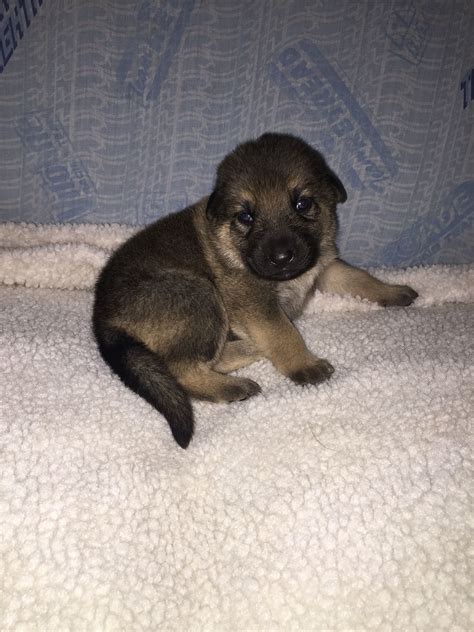 Stasi Female 16 Day Old Gsd With 18 Golden Retriever Pet Dogs Pets