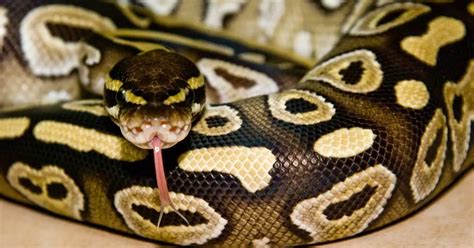 How Often Do Ball Pythons Bite Lets Sink Our Teeth Into This