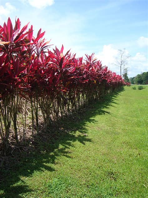 Red Sister Hawaiian Ti Plant Cordyline Urban Tropicals
