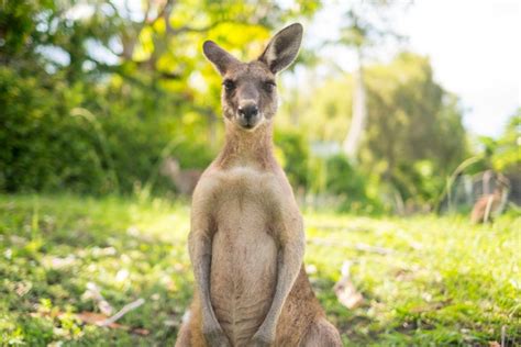 Man Fights Back After Being Attacked By Kangaroo