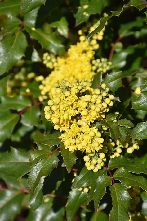 Compact Oregon Grape Mahonia Aquifolium Compactum In Fayetteville