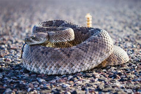 Western Diamondback Rattlesnake Crotalus Atrox A Photo On Flickriver