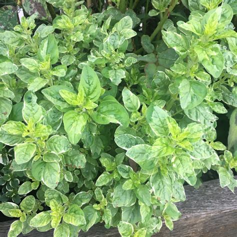 Origanum Vulgare Country Cream Oregano Country Cream In Gardentags