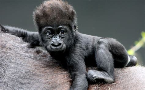 Caring For The Young Gorillas Gorilla Tours Jewel Safaris Limited