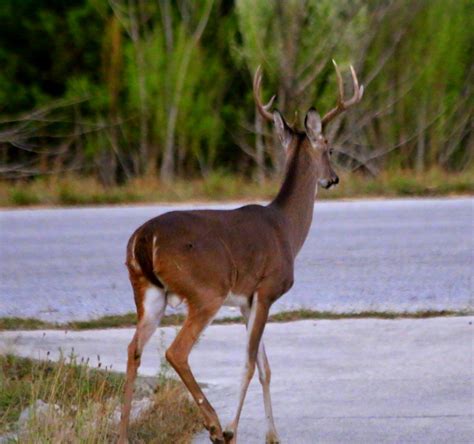 Eight Point Whitetail Buck On My Front Lawn Youve Got To Flickr