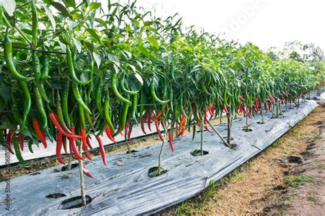 Chili Farming Green And Red Chili At Farm Background Stock Photo