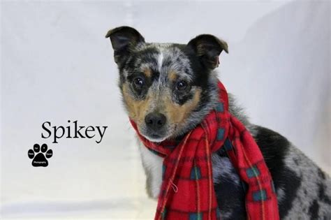 Adopt Spikey On Shetland Sheepdog Sheltie Shepherd Mix Dog