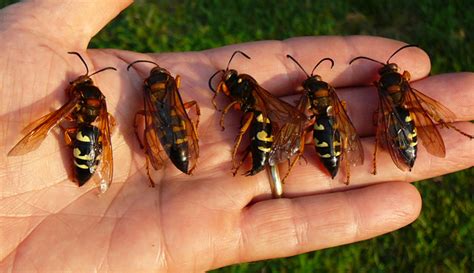 Avoid Cicada Killer Wasps In Maryland