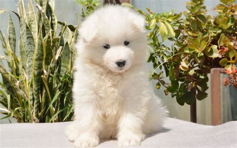 Samoyed Puppies Breed Information And Puppies For Sale