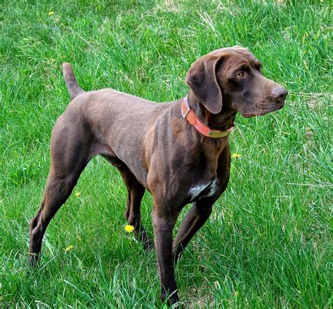 Its highly developed muscles mean that it's physically very strong, which makes it an imposing dog despite its small stature. Dog Breed: German Short Hair Pointer. Love the different ...