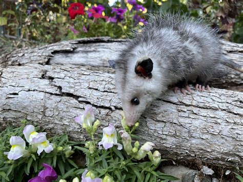 Rosie Virginia Opossum Baby Wildlife Images Rehabilitation And