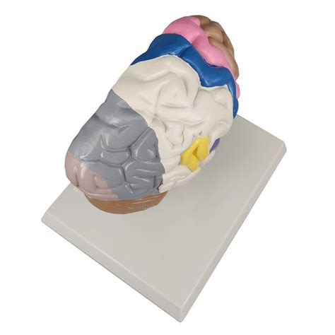 Half Brain Model Colored Sensory And Motor Areas
