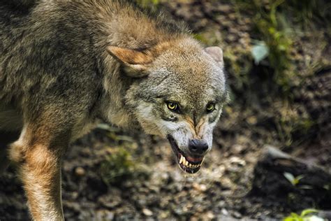 Wolf Snarl Front View Gray Wolf Growling High Res Stock Photo Getty