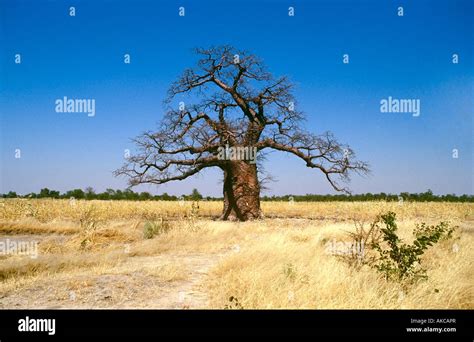 Baobab Tree South Africa Stock Photo Alamy