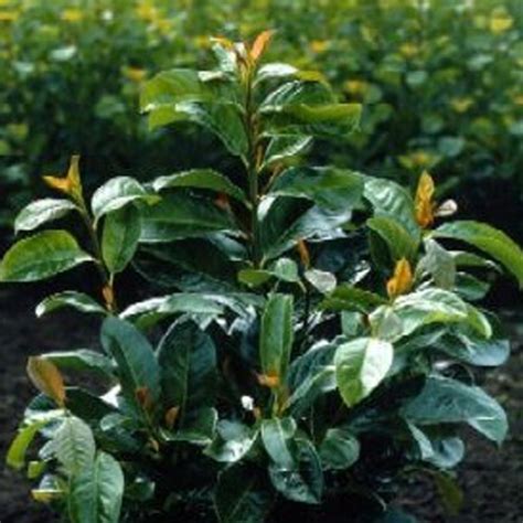 Prunus Laurocerasus Etna Anbri Laurierkers 60 80 Cm In Pot