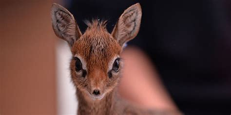 Adorable Orphaned Baby Antelope Is Being Hand Reared At