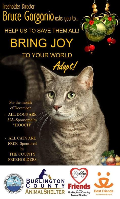 Finding pets for you… recommended content. Adopt Me Free Pets Website