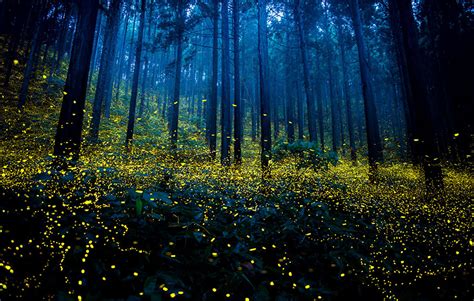 Surreal Photos Of Fireflies From Japans 2016 Summer Bored Panda