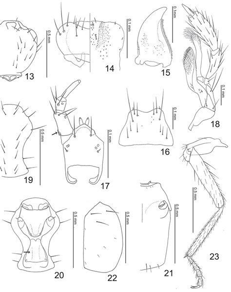 Body Parts Of Aenictosymbia Cornuta Maruyama Gen And Sp N 13 Head