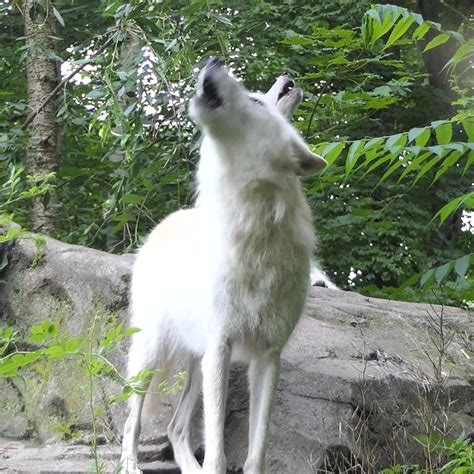 Wolf Conservation Center Howls Of Hope