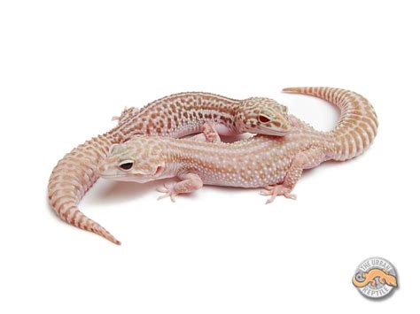 Reptile starter kits will be outgrown quickly, so when purchasing new equipment it's better to get a large enclosure at the outset. Mack Super Snow Albino | The Urban Gecko | Leopard gecko ...