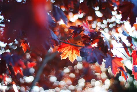 Fall Leaves Trees Sunlight Colorful Sun Beams Wallpaperhd Nature