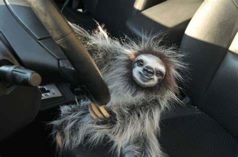 irti funny picture  tags happy sloth driving car